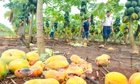 Xót xa nhìn vườn đu đủ thối rụng vì doanh nghiệp bất ngờ &apos;lật kèo&apos;