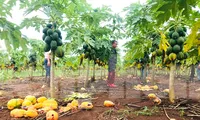 Vụ &apos;bùng hàng&apos; nghìn tấn đu đủ: Công ty Nafoods chuyển gần 3 tỷ đồng 