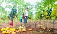 Thông tin mới vụ doanh nghiệp &apos;bùng hàng&apos; nghìn tấn đu đủ 