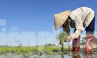 Cận Tết đi &apos;bán mặt cho đất, bán lưng cho trời&apos; kiếm nửa triệu mỗi ngày
