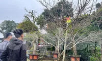 Đào đá phủ đầy rêu phong, giá cao vẫn hút khách dịp Tết