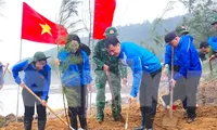 Trồng hơn 10.000 cây phi lao trên rừng phòng hộ ven biển Nghệ An