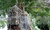 Tận thấy cổng phủ trăm năm tuổi được cây đa cổ thụ 'bao bọc' ở ngã ba sông