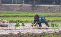 Người nông dân ‘bán mặt cho đất, bán lưng cho trời’ kiếm nửa triệu đồng ngày giáp Tết