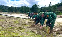 Bộ đội Biên phòng cùng người dân thu hoạch lúa sau lũ quét