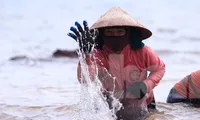 Ngụp lặn với sóng nước, kiếm nửa triệu mỗi ngày từ rong biển