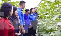 Thanh niên Tuyên Quang khởi nghiệp thành công với nông nghiệp công nghệ cao