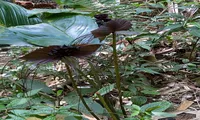 Sơn La: Phát hiện loài cây nở hoa hình con dơi, &apos;râu&apos; dài như râu hùm