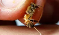 Dùng ong đốt để điều trị ung thư, người phụ nữ phải cắt bỏ cả hai bên ngực