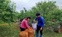 Nông dân Mộc Châu bật khóc vì mận rụng sau mưa đá, giá sụt 60 lần