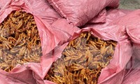 Tang vật vụ việc. 