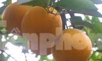 Đặc sản cam Vinh chín mọng, lúc lỉu quả, sẵn sàng phục vụ dịp Tết
