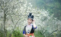 Thiếu nữ khoe sắc bên thiên đường hoa mận trắng xứ Nghệ đẹp như tranh