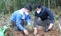 Tuổi trẻ Nghệ An chung tay trồng hơn 10.000 cây lim xanh