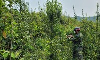 Sau 9 ngày mất tích, thi thể người đàn ông đã phân hủy được phát hiện trên rẫy