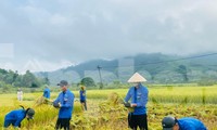 Công an, thanh niên đội nắng xuống đồng giúp người dân gặt lúa