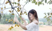 ‘Thủ phủ hồng’ ở xứ Nghệ vào mùa, thu hút giới trẻ đến check in 