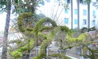 Chiêm ngưỡng cây nhất chi mai độc lạ lần đầu tiên xuất hiện ở Vinh 