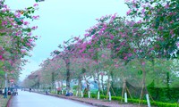 Xao xuyến con đường hoa ban tím nở rộ trên quê Bác