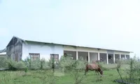 Dự án chợ đầu mối biên giới dang dở suốt 10 năm, thành nơi chăn thả trâu bò