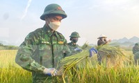  Bộ đội Biên phòng ‘cõng nắng’ giúp dân thu hoạch lúa 