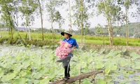 Chàng trai 9x bỏ phố về quê trồng sen, đếm hoa thu tiền