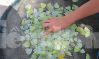 Mùa bướm đặc sản độc lạ ở miền Tây Nghệ An