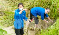 Lúa đổ rạp sau mưa lớn, thanh niên xuống đồng giúp người dân thu hoạch