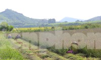 Trồng cây chịu hạn cho thu nhập cao gấp 3 lần cấy lúa