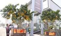 Quất bonsai, bưởi &apos;siêu quả&apos; xuống phố đón Tết sớm
