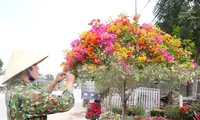 Từng bị &apos;thất sủng&apos;, loài hoa này hồi sinh rực rỡ hút khách dịp Tết