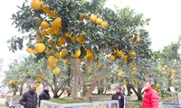 Cây bưởi Diễn thế Tam đa cao hơn 4m, giá 80 triệu đồng xuống phố &apos;chơi Tết&apos;