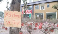 &apos;Xả hàng&apos; ngày 29 Tết, đào, mai, quất vẫn ế khách 