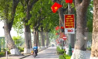 Xanh mướt hàng xà cừ cổ thụ đường vào quê Bác