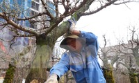 Nhọc nhằn mưu sinh ở vườn đào kiếm nửa triệu đồng mỗi ngày