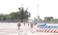 Trâu, bò ‘đi dạo’ trên đại lộ nghìn tỷ