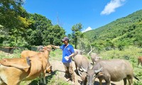 Kỹ sư nông nghiệp &apos;gác&apos; bằng đại học lên núi chăn nuôi