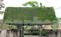 Ngắm cây duối cổ thụ, được tạo hình độc đáo ở làng quê xứ Nghệ