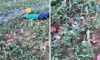 Bác nông dân khóc tức tưởi nhìn hàng trăm kg dưa hấu bị phá nát, công an vào cuộc điều tra