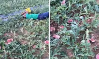 Bác nông dân khóc tức tưởi nhìn hàng trăm kg dưa hấu bị phá nát, công an vào cuộc điều tra