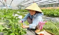Trang trại dâu tây, cà chua thu hút giới trẻ Nghệ An đến check in