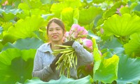 Chàng trai khởi nghiệp với hoa dược liệu, đưa hương sen vươn ra thế giới