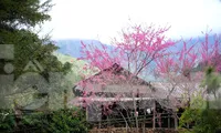 Hoa anh đào bung nở, ngôi trường huyện biên giới đẹp ngỡ ngàng