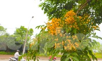 Hoa giáng hương nở vàng rực trên đường phố Hà Tĩnh