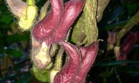 Phát hiện loài thực vật kỳ dị tại Vườn Quốc gia Vũ Quang