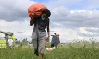 Nông dân Hà Tĩnh hối hả gặt lúa ‘chạy bão’ Côn Sơn