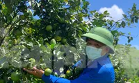 Trồng cam đặc sản trên đồi hoang, chàng trai vượt khó làm giàu trên mảnh đất quê hương