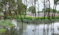 Dân khốn khổ vì trại lợn gây ô nhiễm môi trường