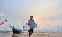 Dong thuyền câu mực xuyên đêm, ngư dân kiếm tiền triệu mỗi ngày