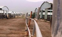 Dự án chăn nuôi bò ngàn tỷ ở Hà Tĩnh được tái cơ cấu thế nào?